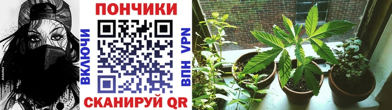 Купить закладки  Чернушка  Шишки марихуана конопля 